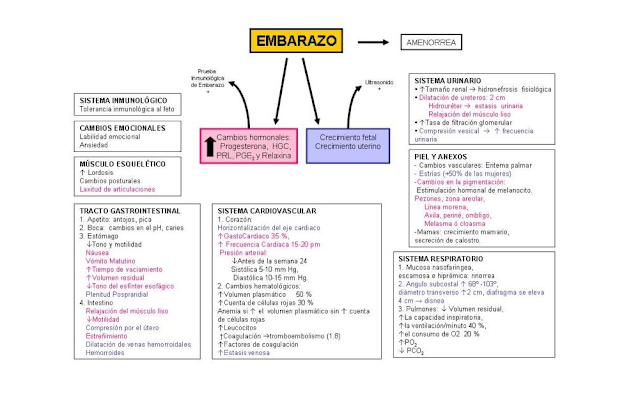 Cambios anatomicos y fisiologicos en el embarazo por trimestre